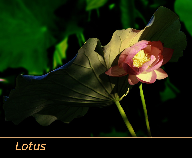 lotus-1copy.jpg