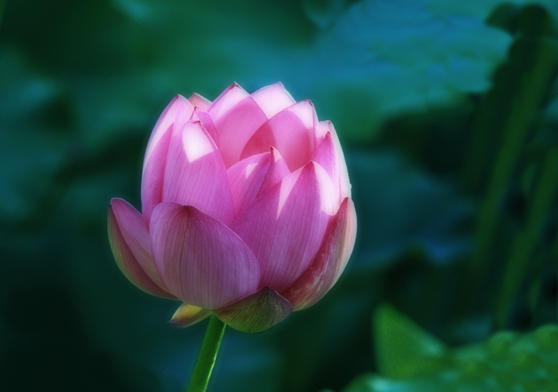 lotus-3.jpg