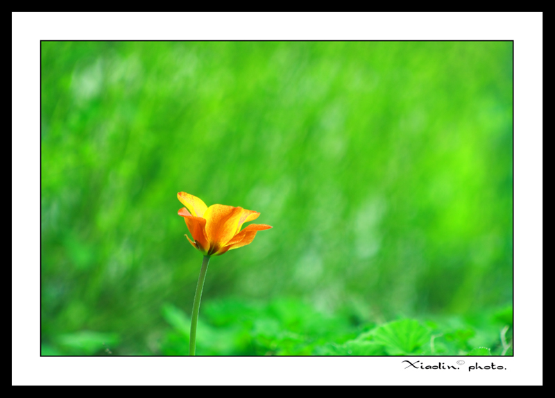 flower-6.jpg