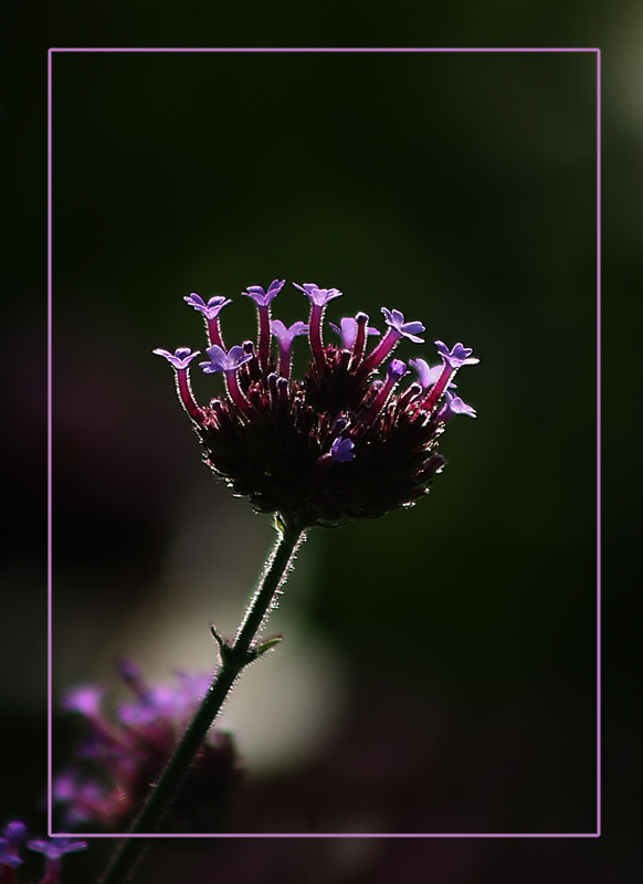 flower-9.jpg