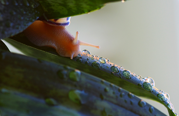 snail-1.jpg