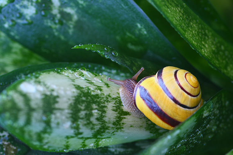 snail-4.jpg