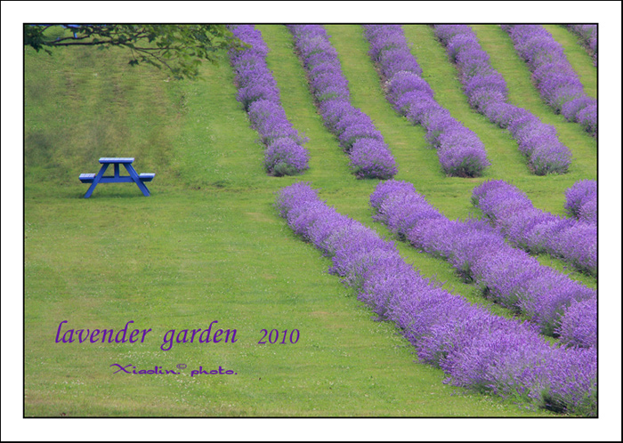 lavender garden-4.jpg
