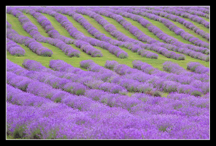 lavender garden-2.jpg