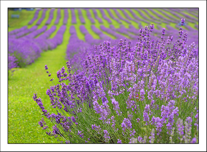 lavender-garden-5.jpg