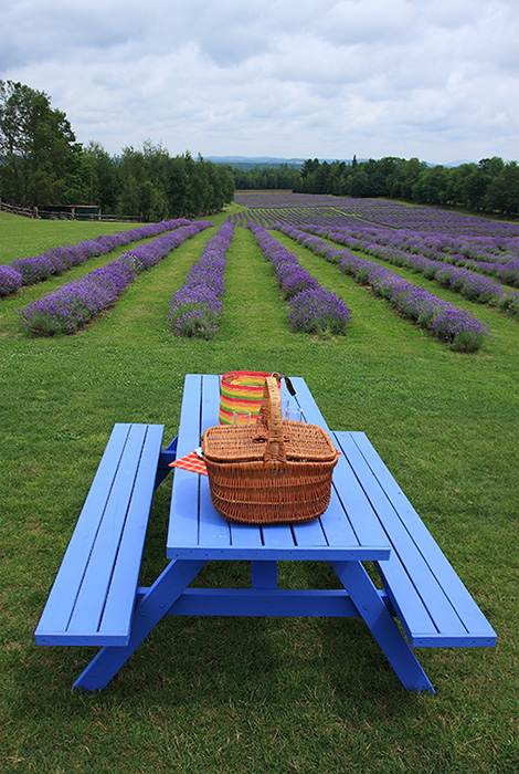 lavender garden-1.jpg
