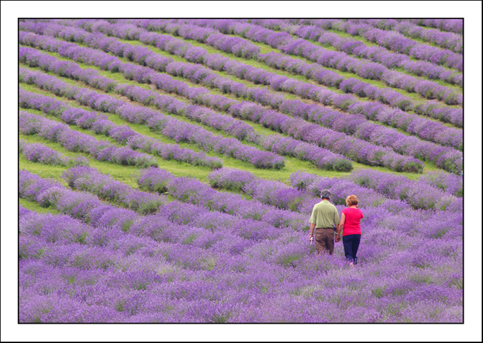 lavender-garden-6.jpg